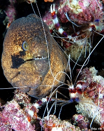 Maldives 2021 - Murene masquee - Masked moray - Gymnothorax breedeni - DSC00382_rc